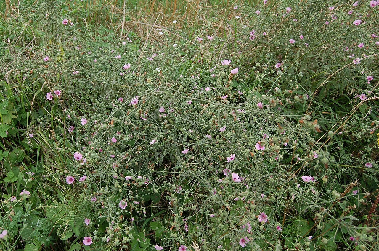 Palm-leaf marshmallow: Althaea cannabina, Ambérac