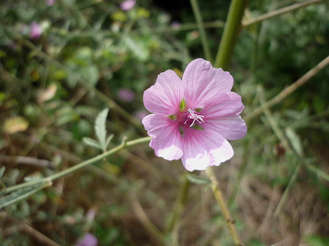Palm-leaf marshmallow: Althaea cannabina . In Pinós (Solsonès - Catalunya). To 610 m. altitude