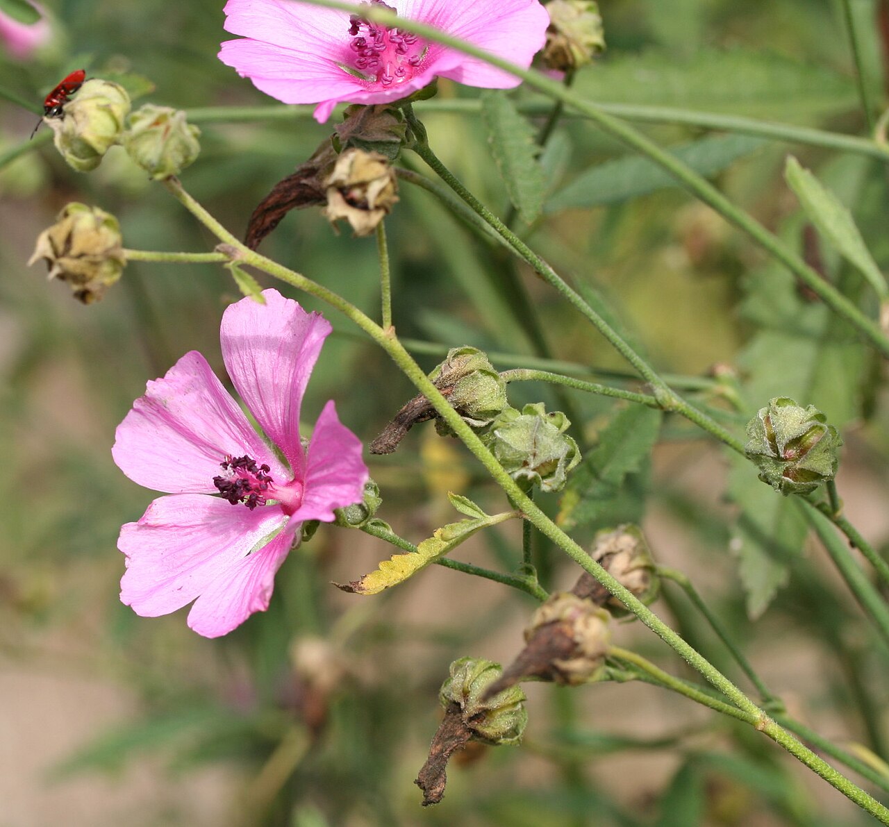 Palm-leaf marshmallow: Althaea cannabina im Botanischen Garten Dresden