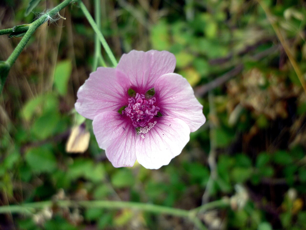 Palm-leaf marshmallow: Althaea cannabina . In Torà (Segarra-Catalunya). To 580 m. altitude