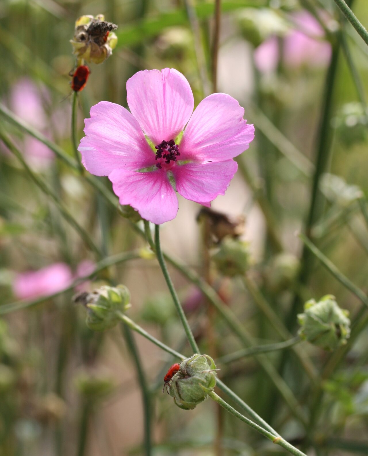 Palm-leaf marshmallow: Althaea cannabina im Botanischen Garten Dresden