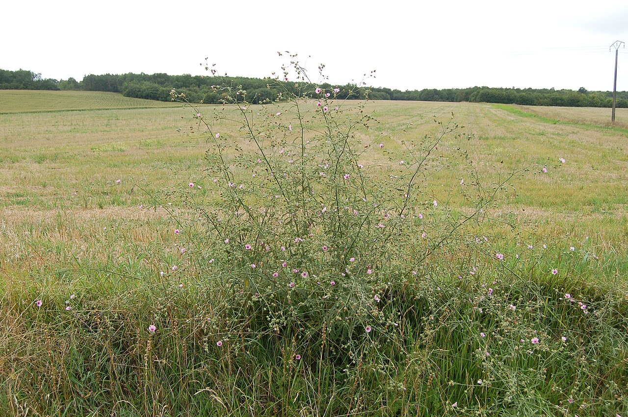 Palm-leaf marshmallow: Althaea cannabina, Ambérac