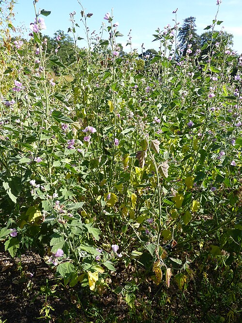 Common marshmallow: Althaea officinalis