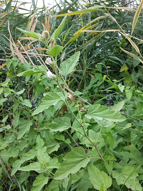Common marshmallow: Habitus Taxonym: Althaea officinalis ss Fischer et al. EfÖLS 2008 ISBN 978-3-85474-187-9 Location: Bernhardsthaler Teich, district Mistelbach, Lower Austria - c
