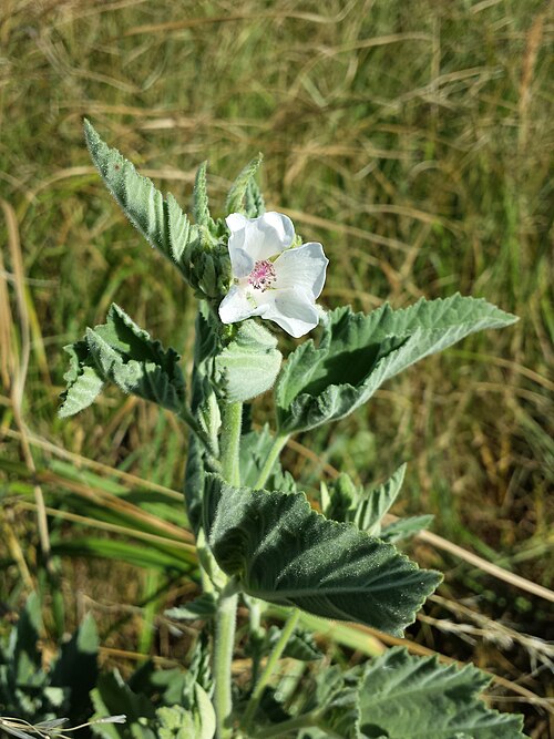 Common marshmallow: Habitus Taxonym: Althaea officinalis ss Fischer et al. EfÖLS 2008 ISBN 978-3-85474-187-9 Location: nature reserve Zwingendorfer Glaubersalzböden - Hintausacker,