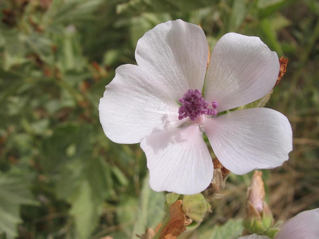Common marshmallow (Althaea officinalis)