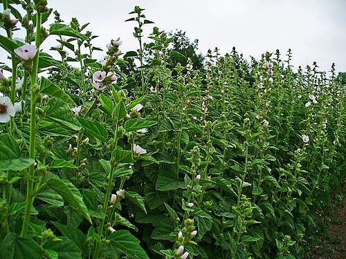 Common marshmallow: Althaea officinalis , Malvaceae, Common Marshmallow, habitus. The root is used in homeopathy as remedy: Althaea