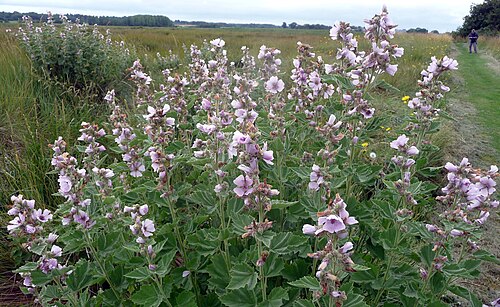 Common marshmallow: Althaea officinalis . Marsh Mallow