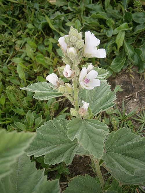 Common marshmallow: Althaea officinalis