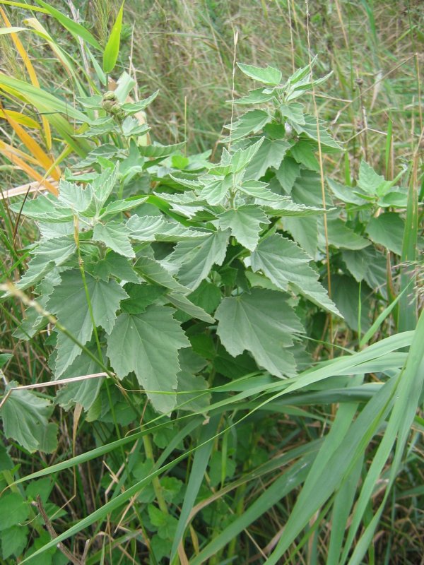 Common marshmallow: Echter Eibisch Althaea officinalis , Wismarbucht