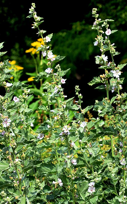Common marshmallow: Plants Althaea officinalis from Botanical Garden of Charles University in Prague, Czech Republic