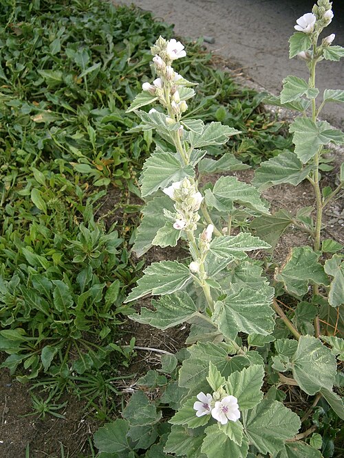 Common marshmallow: Althaea officinalis