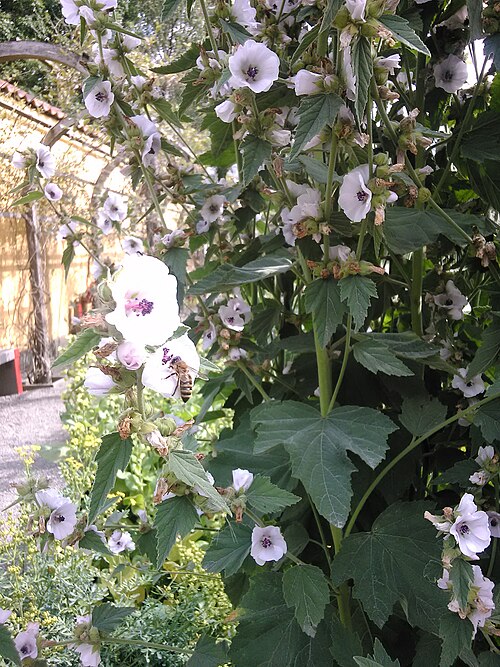 Common marshmallow: Althaea officinalis at Vasa Museum garden