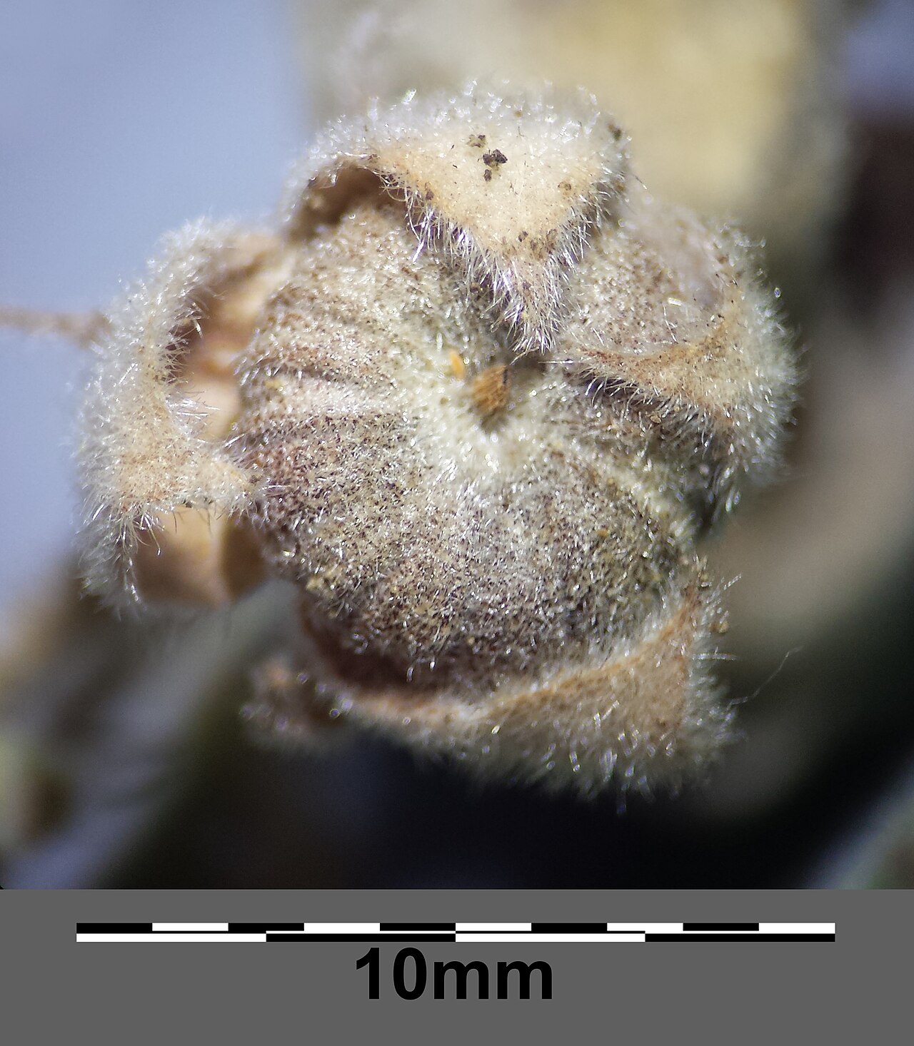 Althaea taurinensis: Fruit Taxonym: Althaea taurinensis ss Rottensteiner: Exkursionsflora für Istrien ISBN 978-3-85328-067-6 Location: Kreuttal, district Mistelbach, Lower Austria -