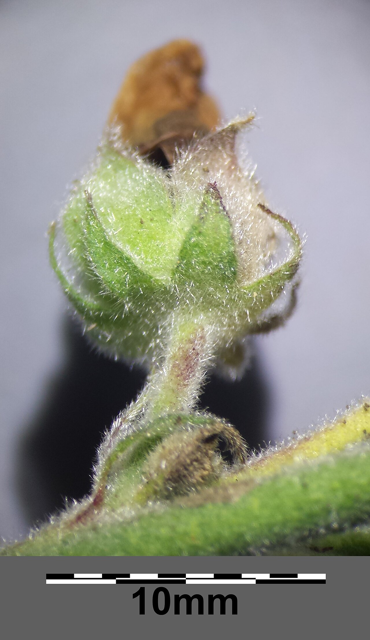 Althaea taurinensis: Fruit Taxonym: Althaea taurinensis ss Rottensteiner: Exkursionsflora für Istrien ISBN 978-3-85328-067-6 Location: Kreuttal, district Mistelbach, Lower Austria -