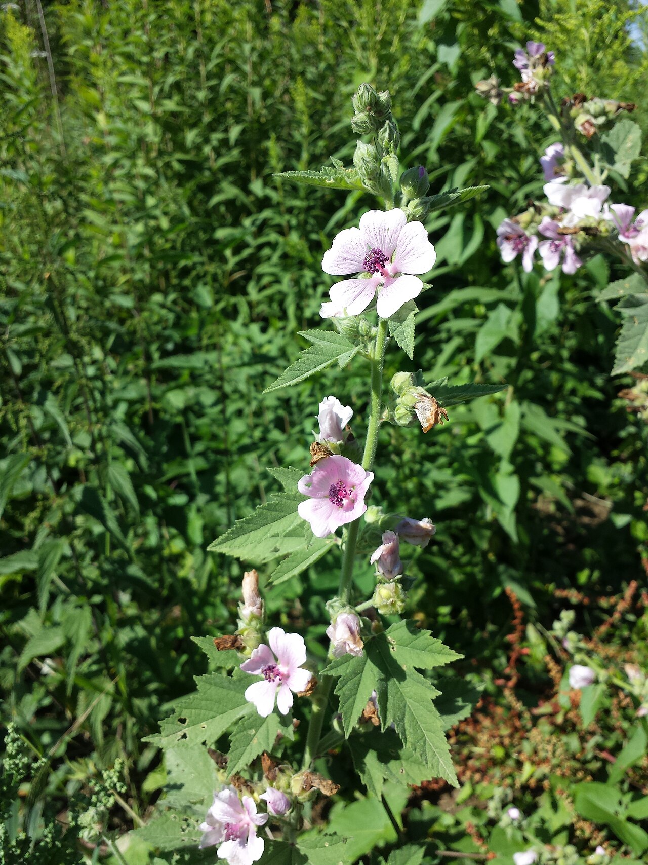 Althaea taurinensis: Inflorescence Taxonym: Althaea taurinensis ss Rottensteiner: Exkursionsflora für Istrien ISBN 978-3-85328-067-6 Location: Kreuttal, district Mistelbach, Lower A