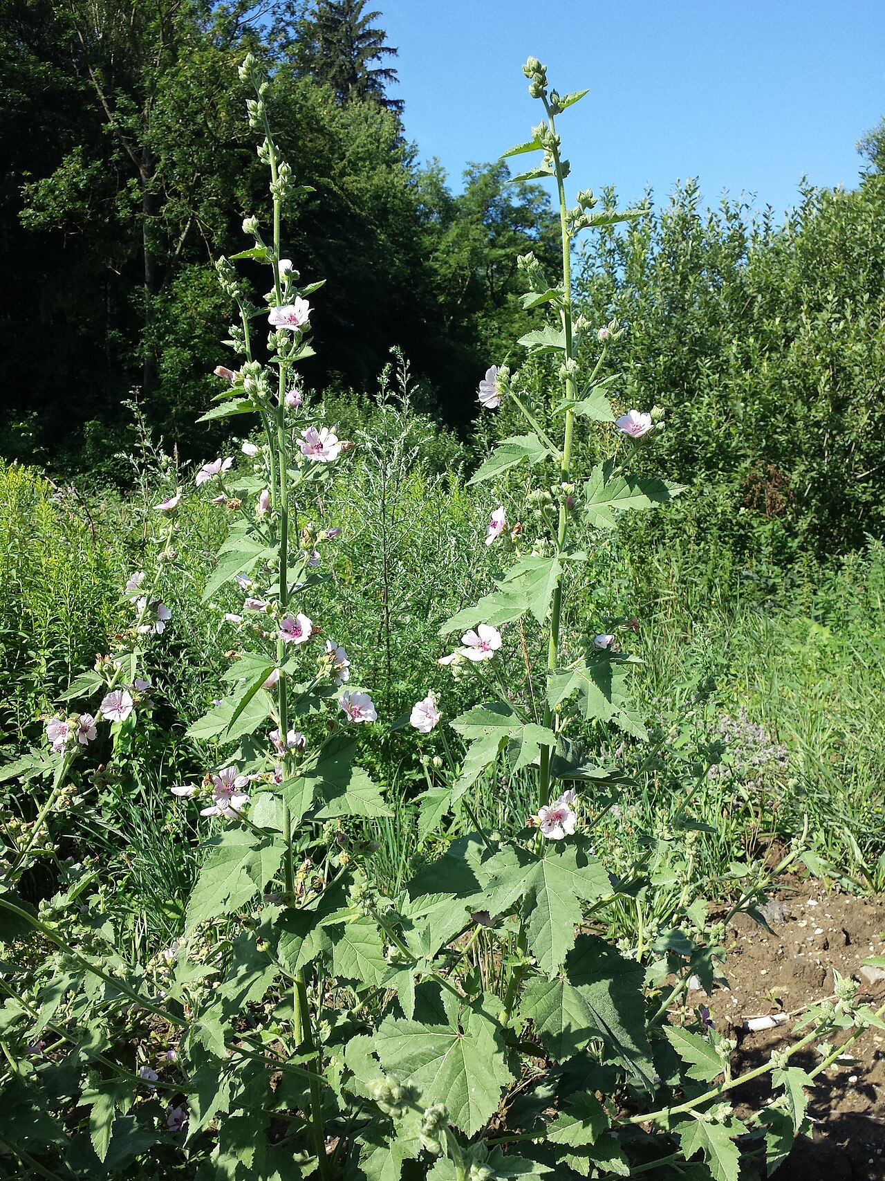Althaea taurinensis: Inflorescences Taxonym: Althaea taurinensis ss Rottensteiner: Exkursionsflora für Istrien ISBN 978-3-85328-067-6 Location: Kreuttal, district Mistelbach, Lower