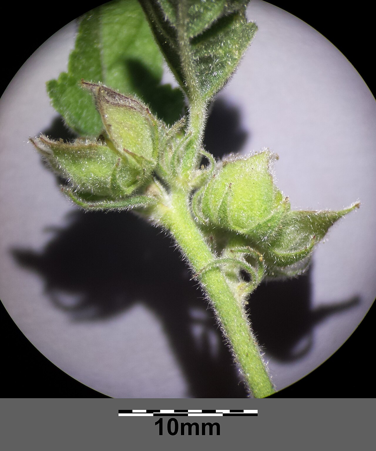 Althaea taurinensis: Infructescence Taxonym: Althaea taurinensis ss Rottensteiner: Exkursionsflora für Istrien ISBN 978-3-85328-067-6 Location: Kreuttal, district Mistelbach, Lower