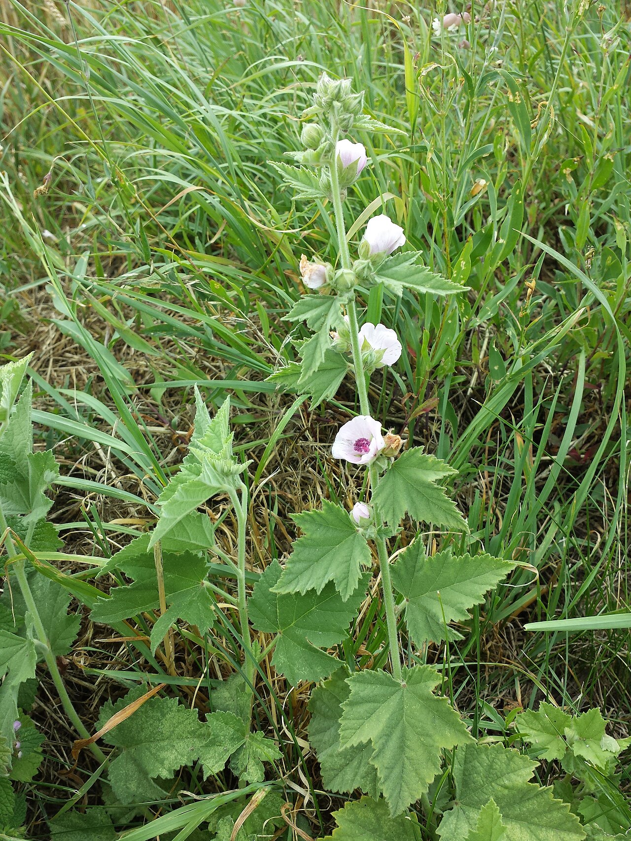 Althaea taurinensis: Inflorescence Taxonym: Althaea taurinensis ss Rottensteiner: Exkursionsflora für Istrien ISBN 978-3-85328-067-6 Location: near Stranzendorf, district Korneuburg