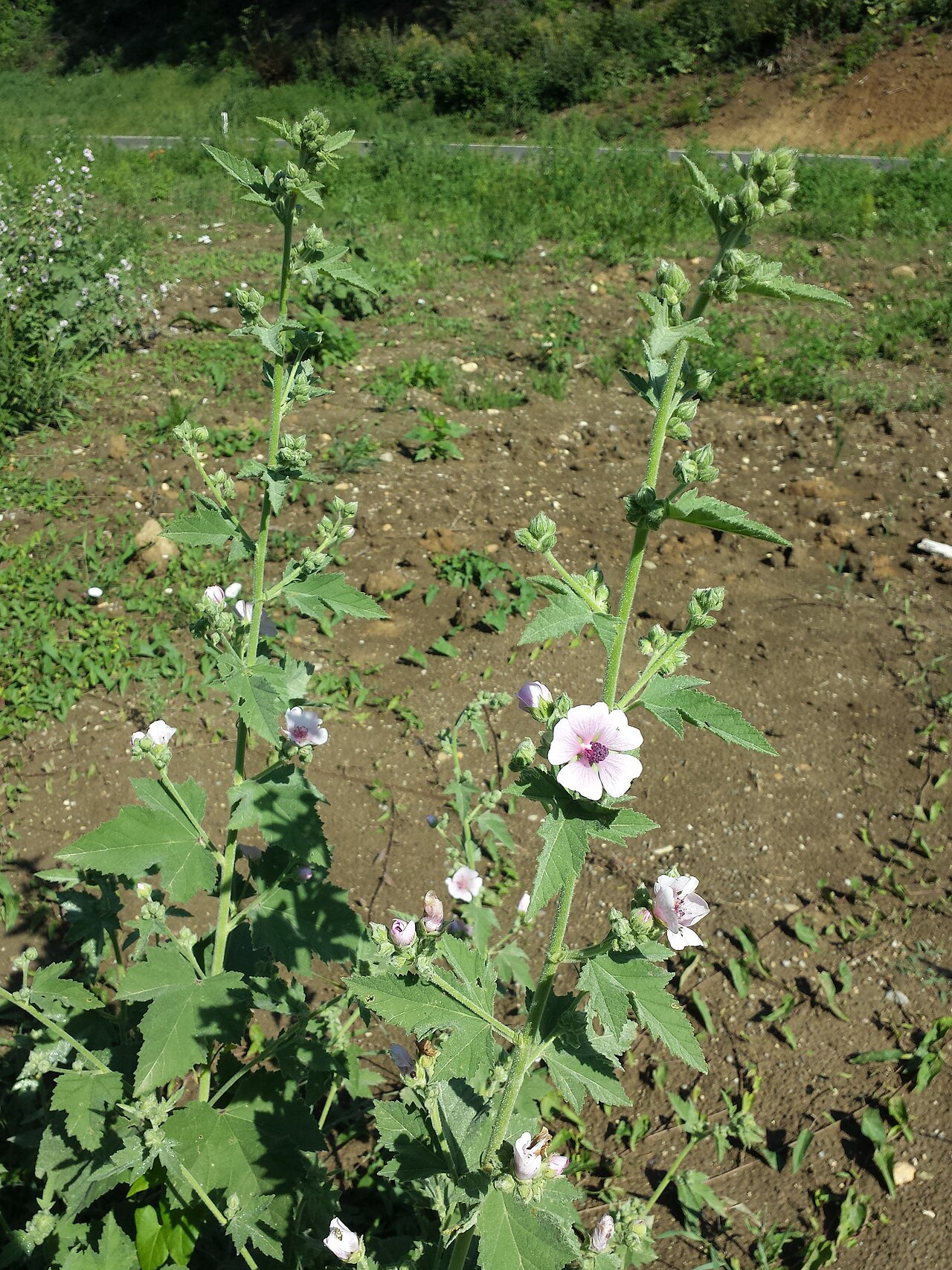 Althaea taurinensis: Inflorescences Taxonym: Althaea taurinensis ss Rottensteiner: Exkursionsflora für Istrien ISBN 978-3-85328-067-6 Location: Kreuttal, district Mistelbach, Lower