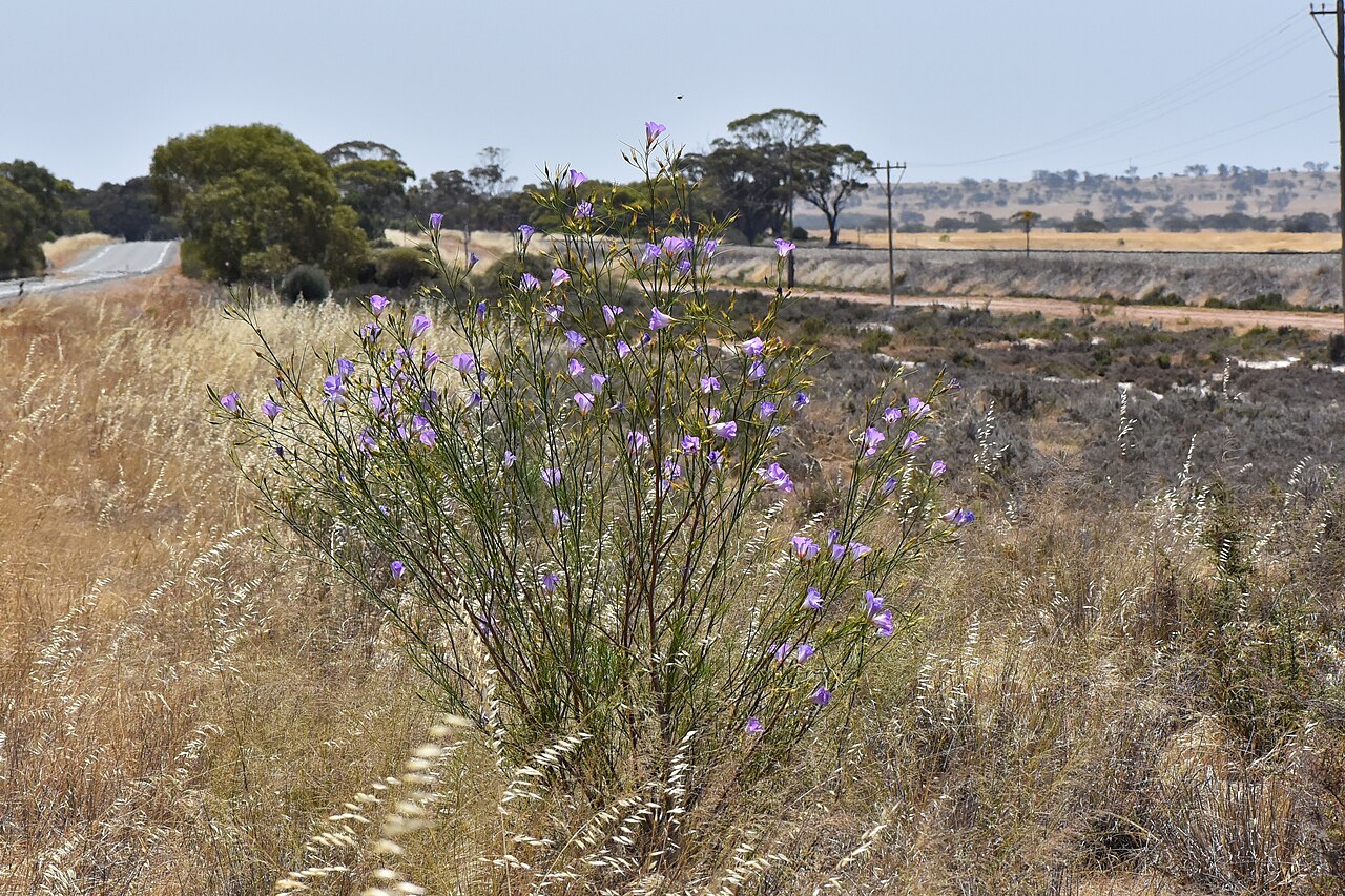 Alyogyne hakeifolia: Alyogyne hakeifolia Growing in the land between the Great Eastern Highway and the Eastern States Railway line, this plant was growing alone but was very healthy