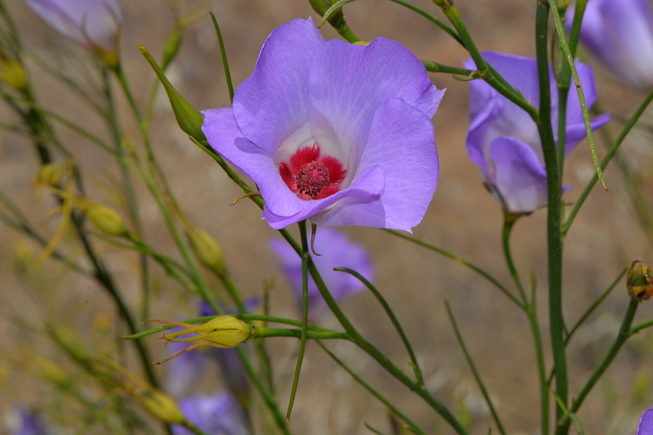 Alyogyne hakeifolia: Alyogyne hakeifolia Growing in the land between the Great Eastern Highway and the Eastern States Railway line, this plant was growing alone but was very healthy