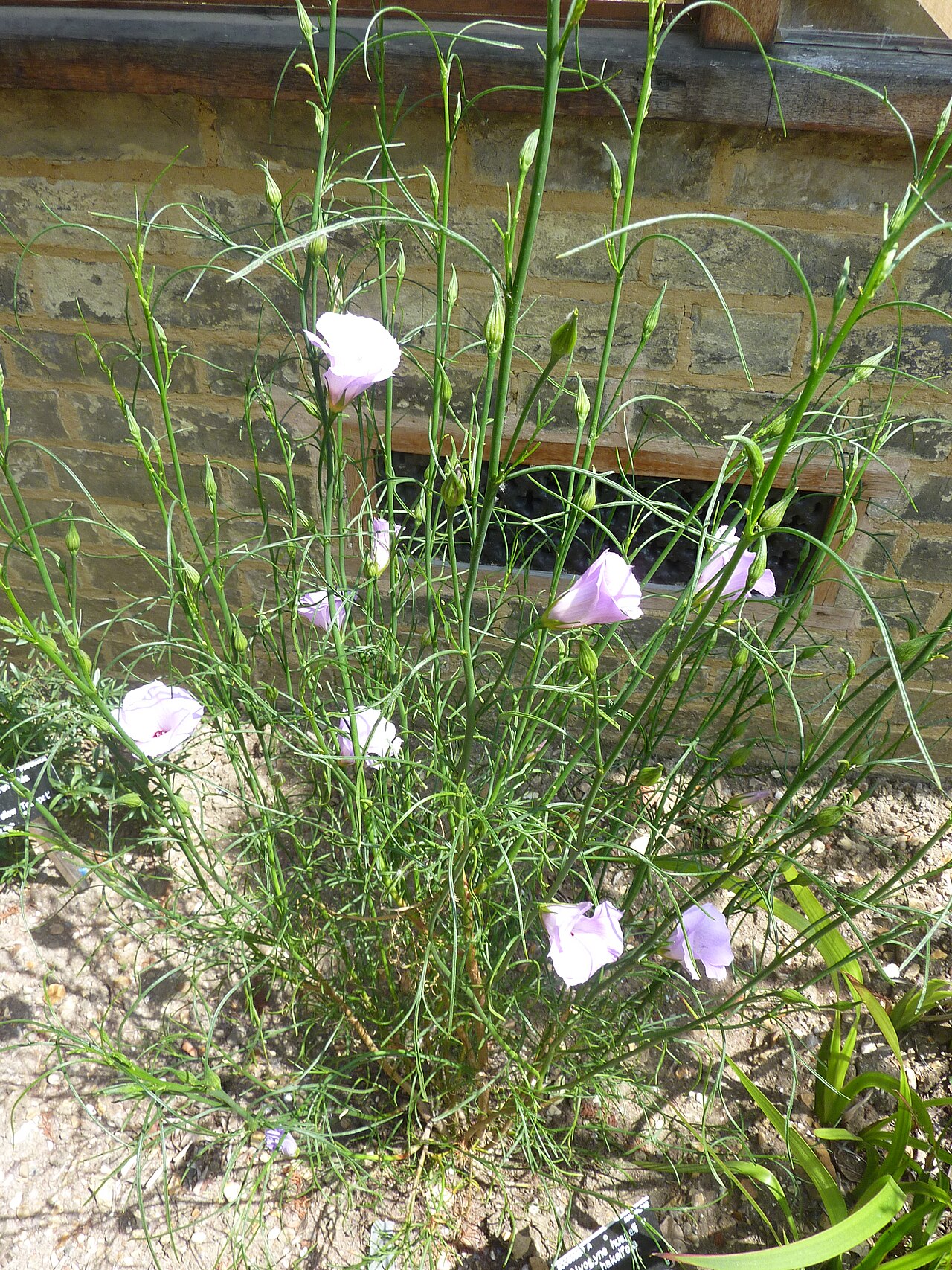 Alyogyne hakeifolia: Taken in the Cambridge University Botanic Garden