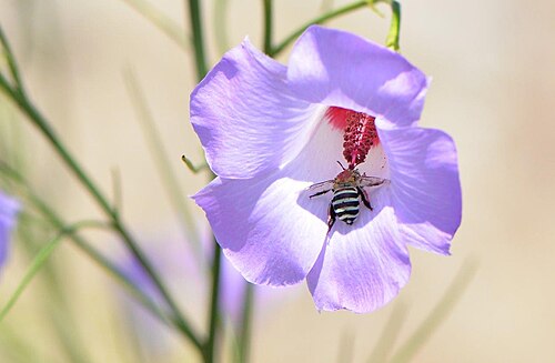 Alyogyne hakeifolia: Alyogyne hakeifolia native hibiscus: The blue banded bee is loading up with red pollen. Photo: Fred