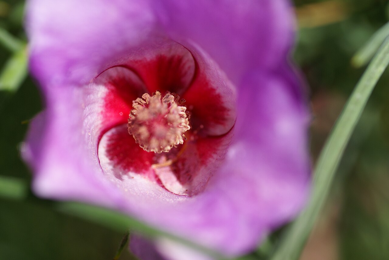 Alyogyne hakeifolia: Plant species Alyogyne hakeifolia (according to sign at the plantation and English Wikipedia) or Hibiscus hakeifolius (Swedish Wikipedia). Photograph taken in B