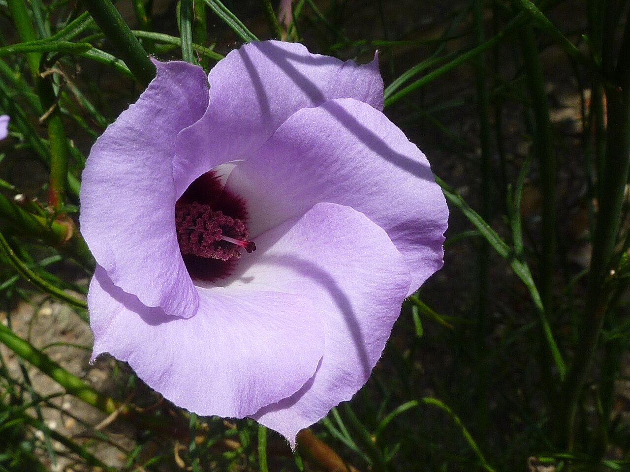 Alyogyne hakeifolia: Taken in the Cambridge University Botanic Garden