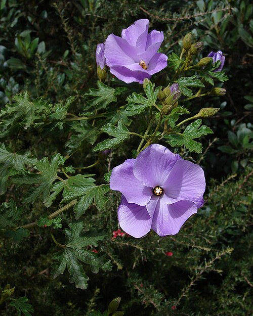 Alyogyne huegelii: Additional to my Hibiscus collection - Native Hibiscus But in fact it is not Hibiscus, it is Australian native (SA, WA) Alyogyne huegelii - tall, spreading shru