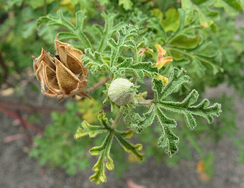 Alyogyne huegelii: Alyogyne huegelii, Australian National Botanic Gardens, Canberra
