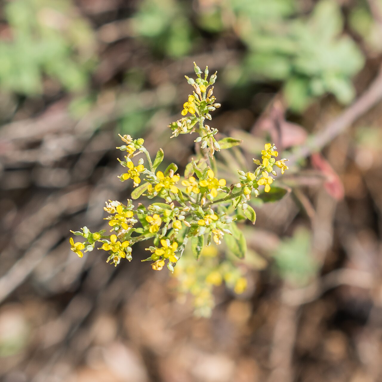 Alyssoides utriculata: Alyssoides utriculata in La Jaÿsinia Botanical Garden in Samoëns, Haute-Savoie, France