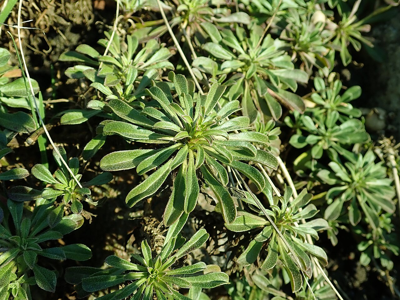 Alyssoides utriculata: Alyssoides utriculata , botanical garden in Berlin.