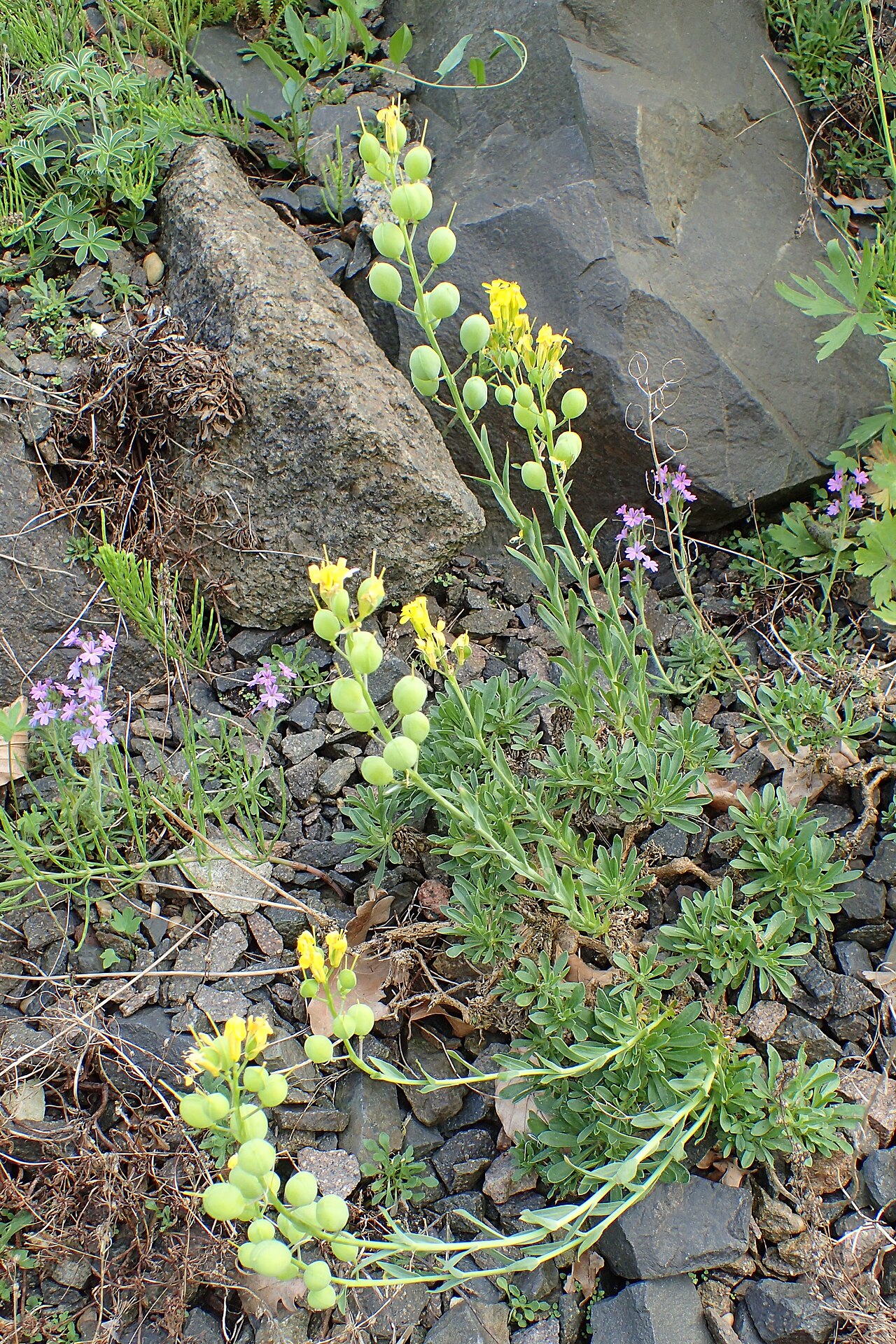 Alyssoides utriculata: Alyssoides utriculata in the Botanischer Garten, Berlin-Dahlem
