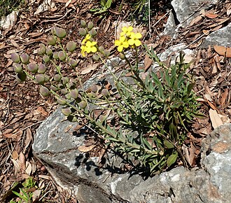 Alyssoides utriculata: Alyssoides utriculata , taken in Mount Athos, Greece