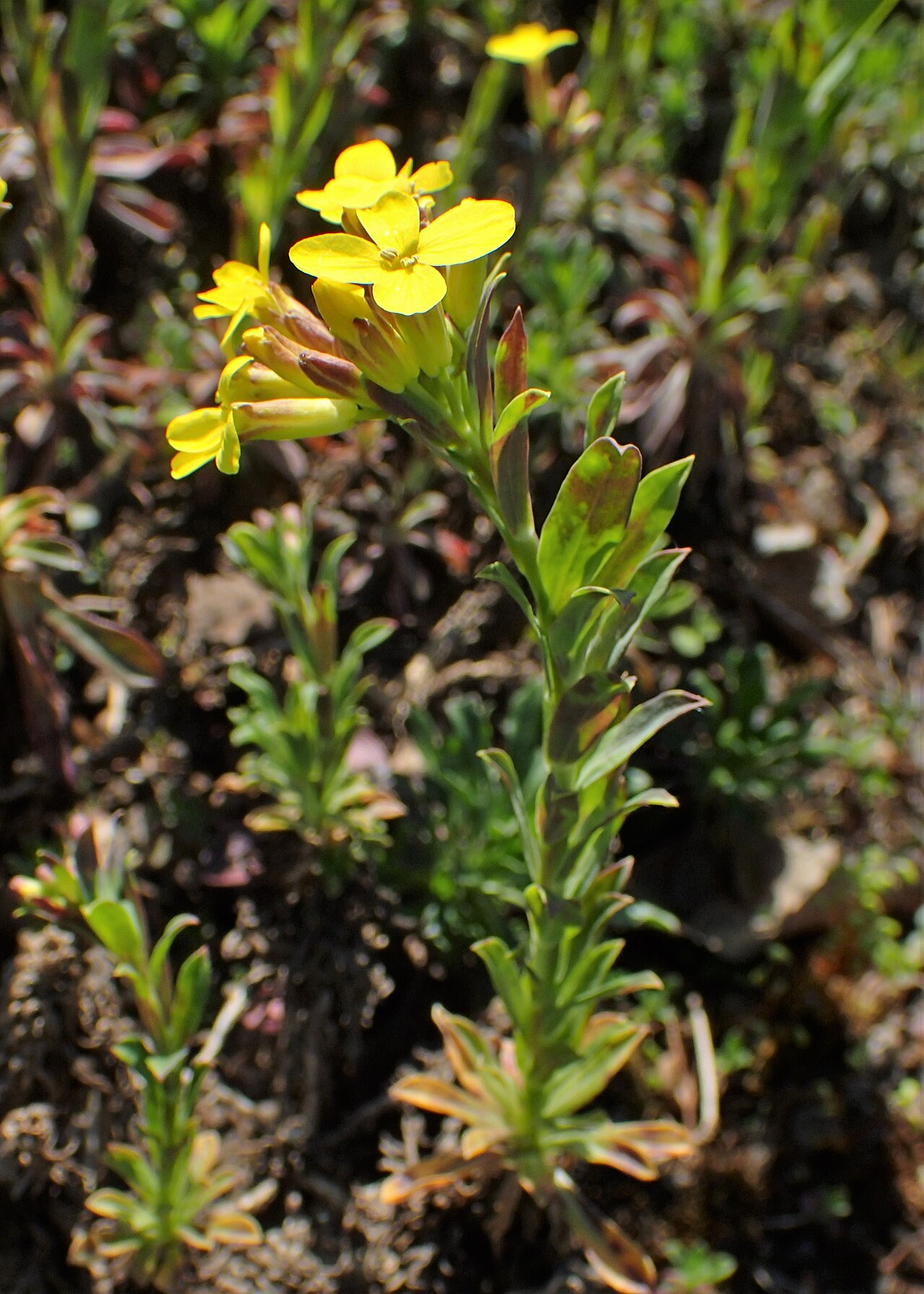 Alyssoides utriculata: Alyssoides utriculata in the Botanischer Garten, Berlin-Dahlem