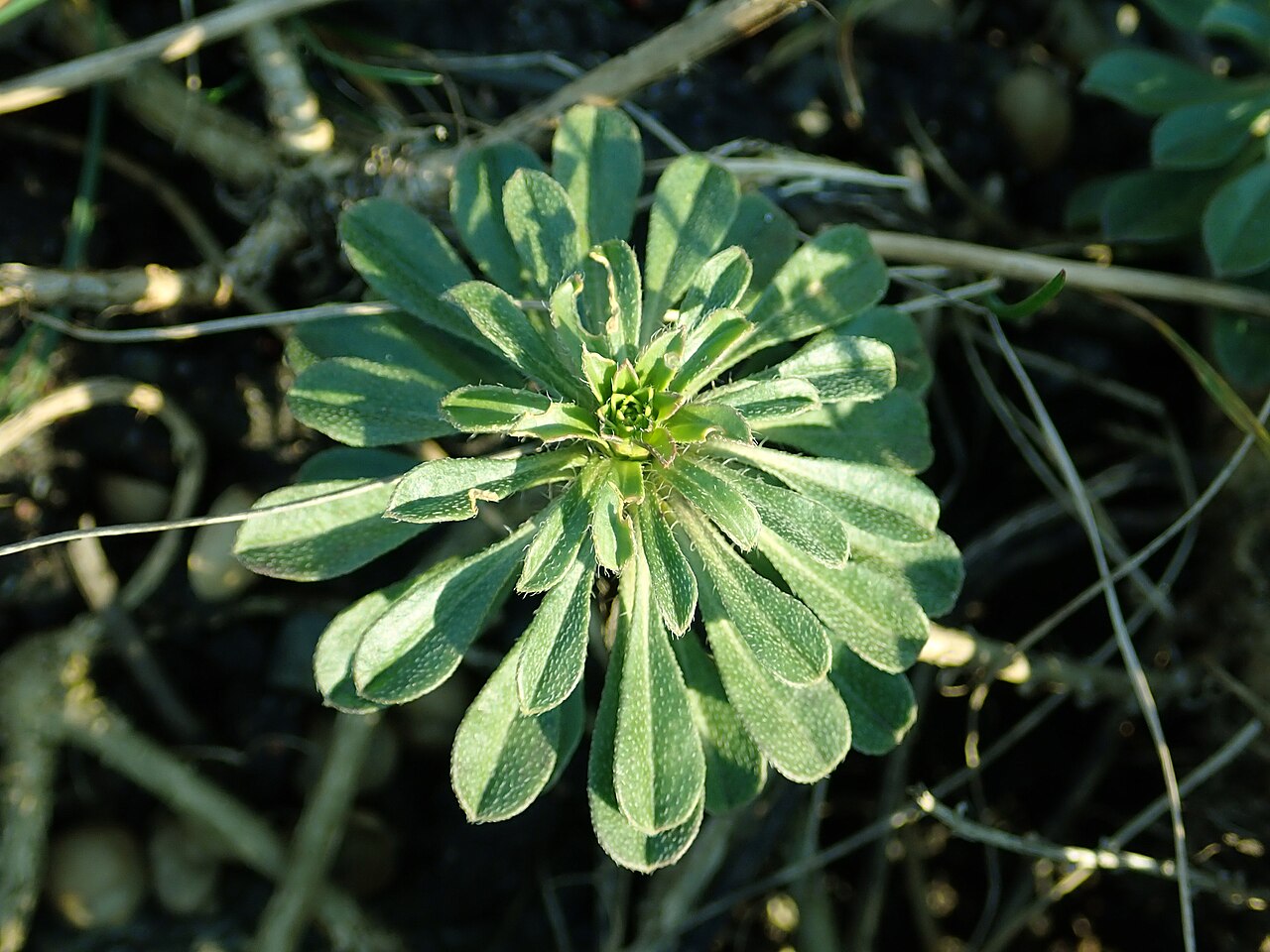 Alyssoides utriculata: Alyssoides utriculata , botanical garden in Berlin.
