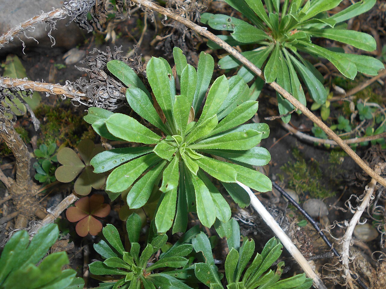 Alyssoides utriculata: Smagliczówka mieszkowata ( Alyssoides utriculata ), Ogród Botaniczny UMCS w Lublinie.
