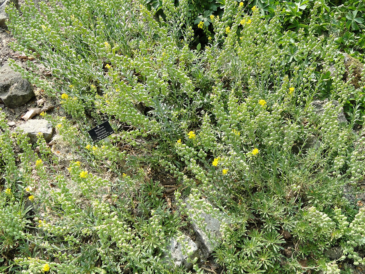 Alyssoides utriculata: Alyssoides utriculata specimen in the Botanischer Garten Freiburg, Freiburg im Breisgau, Baden-Württemberg, Germany.