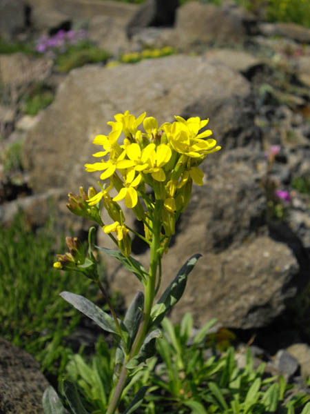 Alyssoides utriculata: Alyssoides utriculata
