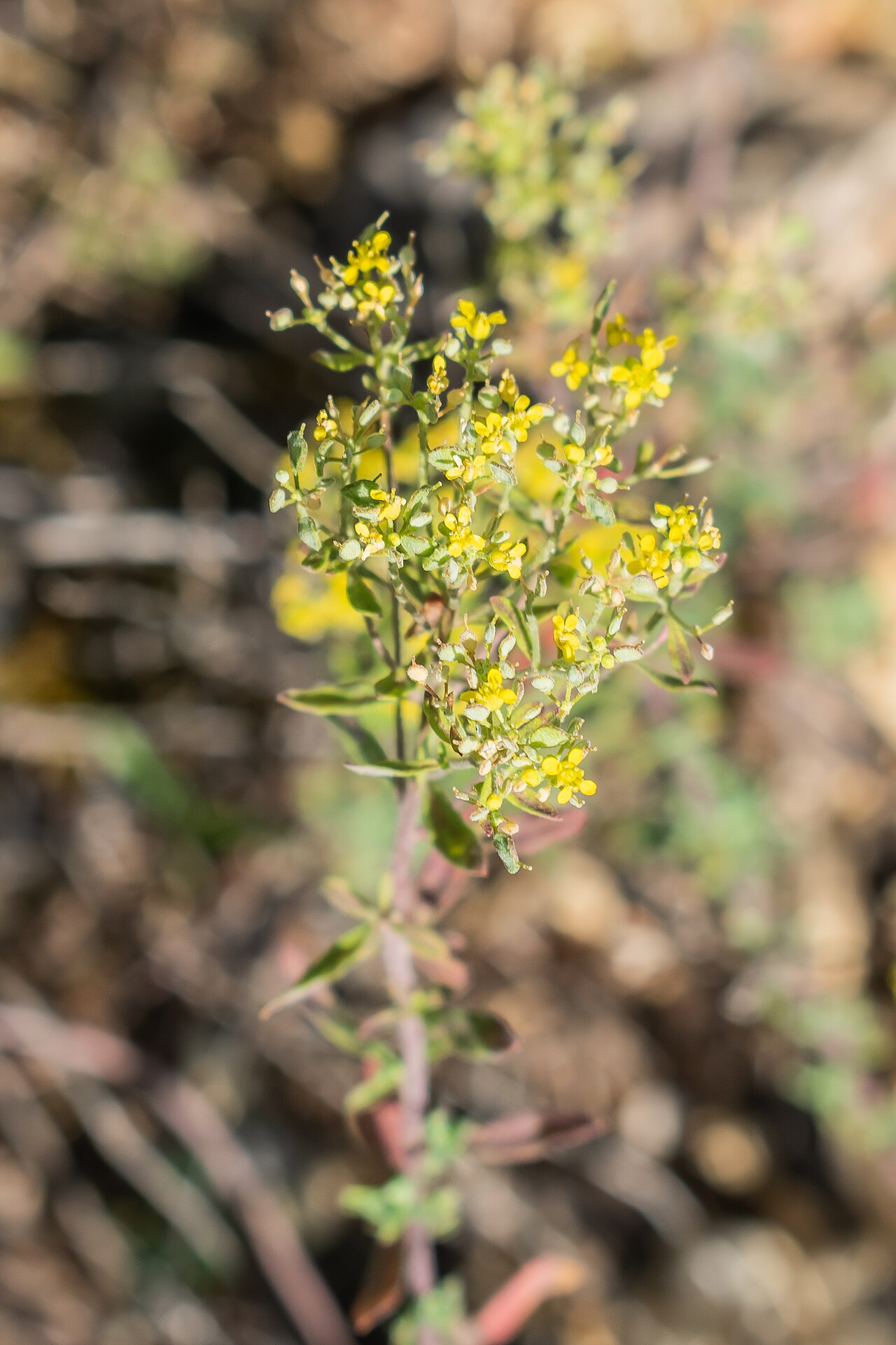 Alyssoides utriculata: Alyssoides utriculata in La Jaÿsinia Botanical Garden in Samoëns, Haute-Savoie, France
