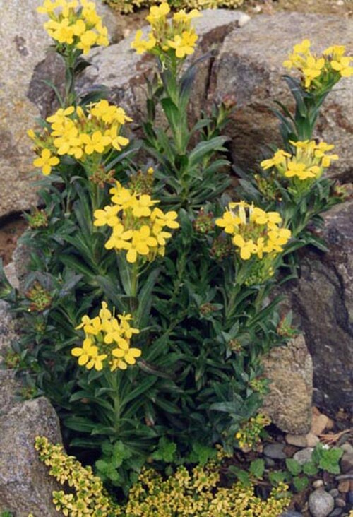 Alyssoides utriculata: Alyssoides utriculata