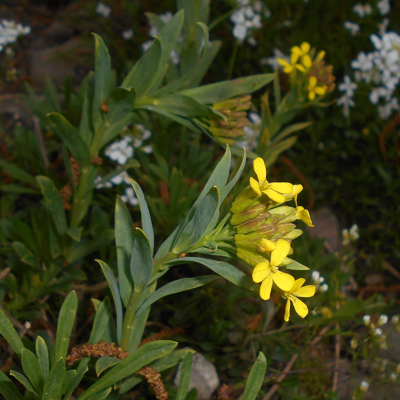 Alyssoides utriculata: Smagliczówka mieszkowata ( Alyssoides utriculata ), Ogród Botaniczny UMCS w Lublinie