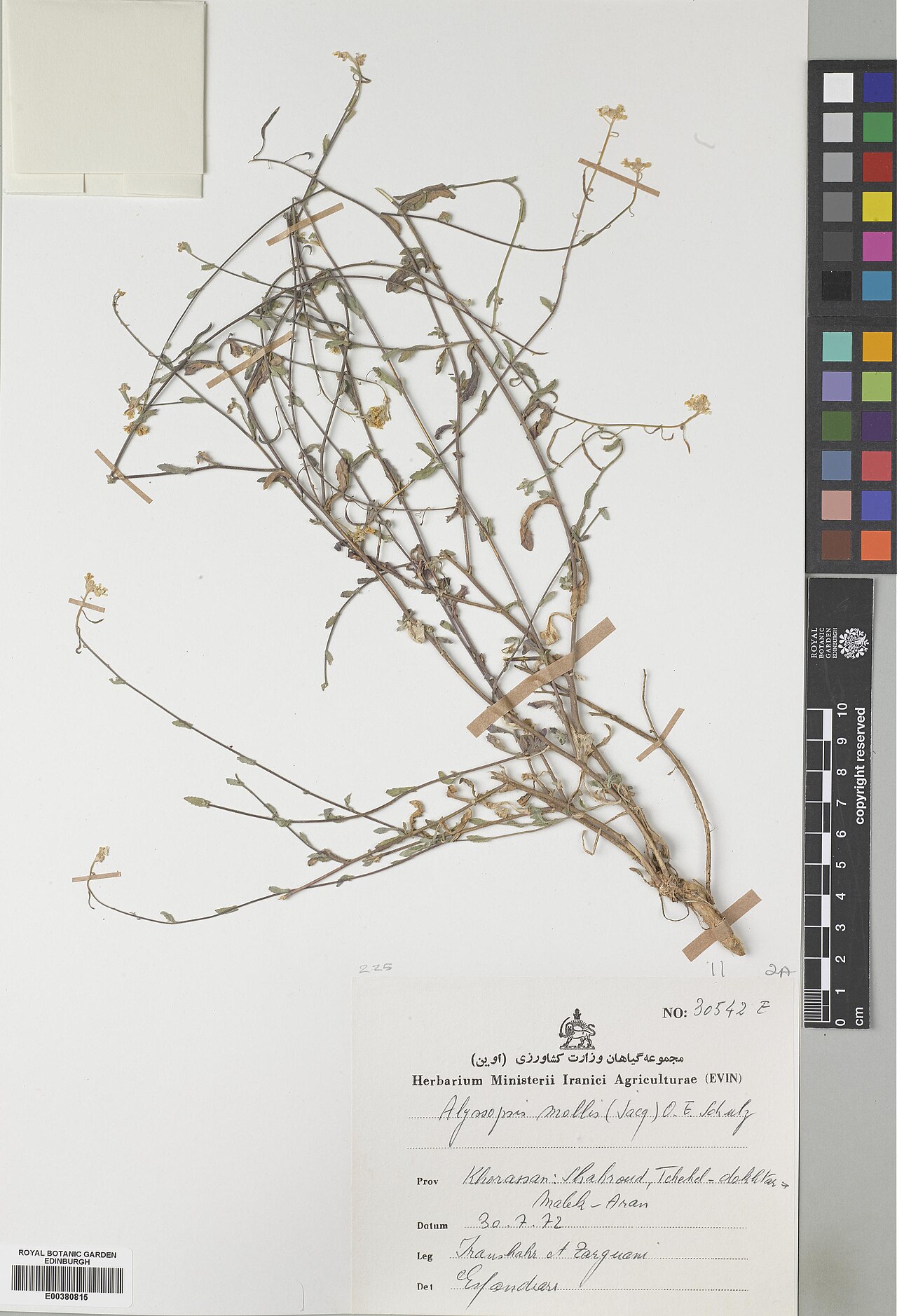 Alyssopsis mollis: Alyssopsis mollis — Herbarium specimen from Khorasan, Shahroud, Tchehel, Iran. Recorded 1972-07-30. Recorded in GBIF occurrence 574848188 .