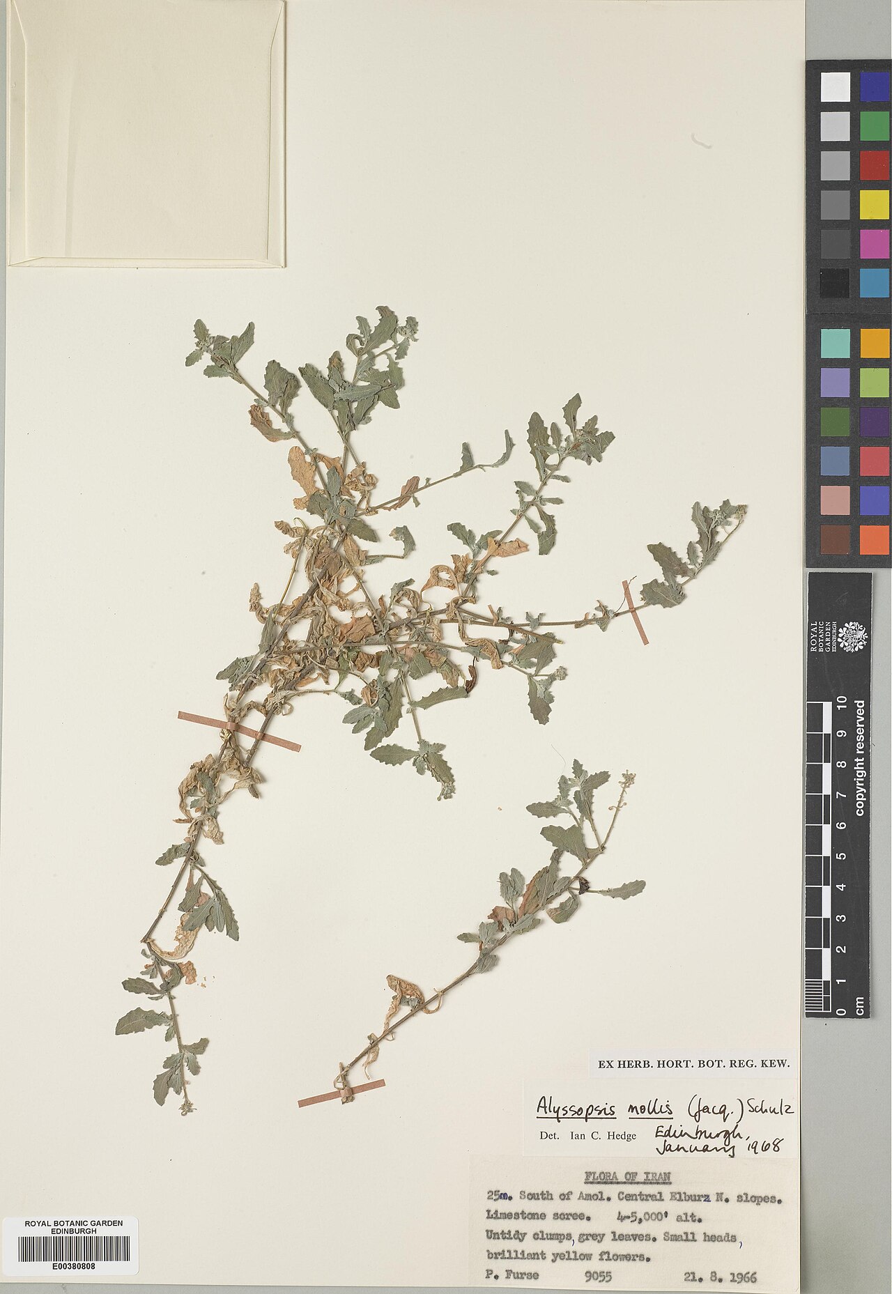 Alyssopsis mollis: Alyssopsis mollis — Herbarium specimen from S of Amol. Central Elburz, N slopes, Iran. Habitat: Limestone scree. Collected by Furse, Paul (1966-08-21). Recorded