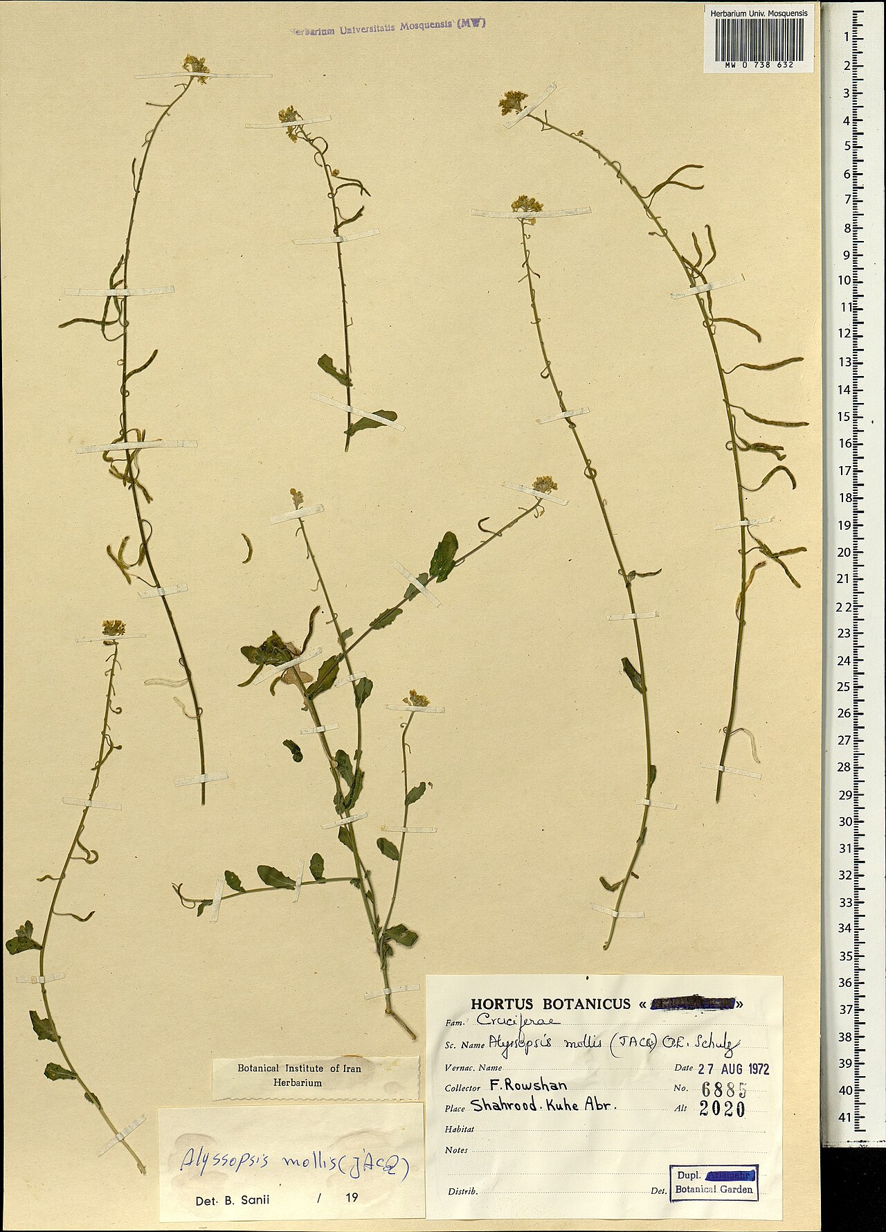 Alyssopsis mollis: Alyssopsis mollis — Herbarium specimen from Iran. Collected by Rowshan F. (1972-08-27). Recorded in GBIF occurrence 1697856020 .