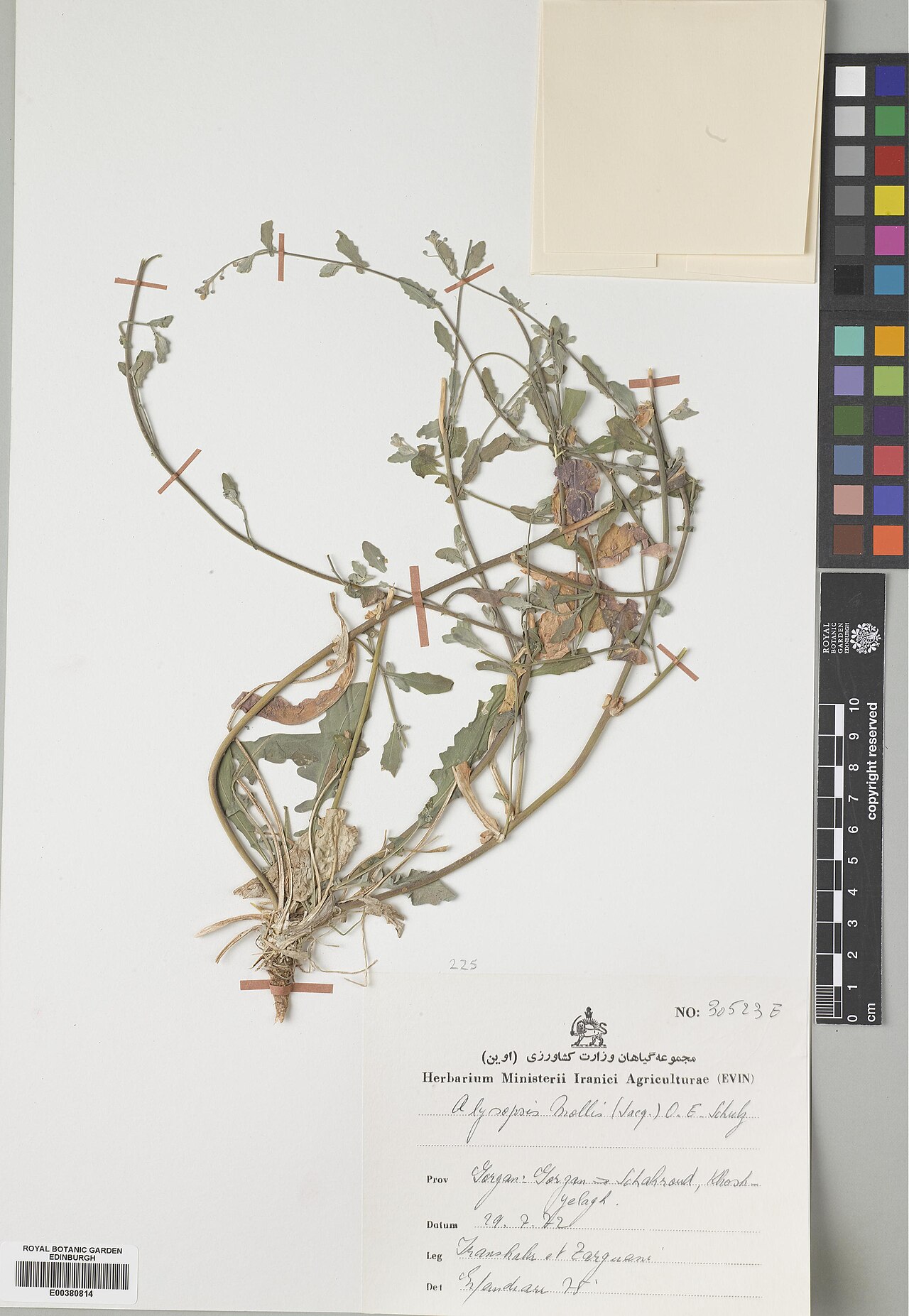 Alyssopsis mollis: Alyssopsis mollis — Herbarium specimen from Golestan, Gorgan, Scharoud, Khosh, Iran. Recorded 1972-07-29. Recorded in GBIF occurrence 574900971 .
