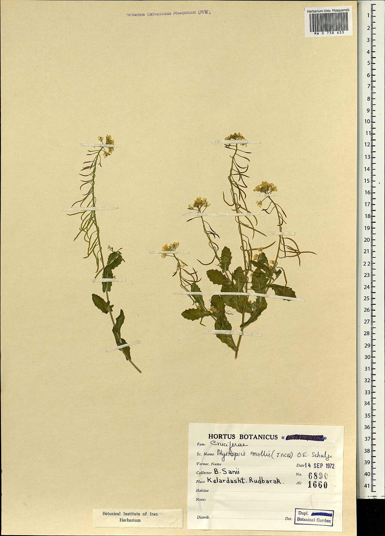 Alyssopsis mollis: Alyssopsis mollis — Herbarium specimen from Iran. Collected by Sanii B. (1972-09-14). Recorded in GBIF occurrence 1697856030 .