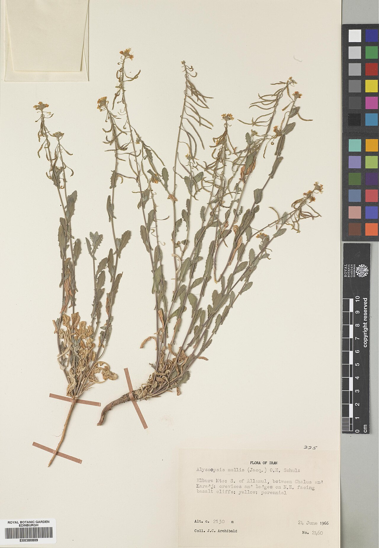 Alyssopsis mollis: Alyssopsis mollis — Herbarium specimen from Elburz Mts, S. of Allamul, between Chalus and Karadj, crevices and ledges on N.E. facing basalt cliffs, Iran. Collec